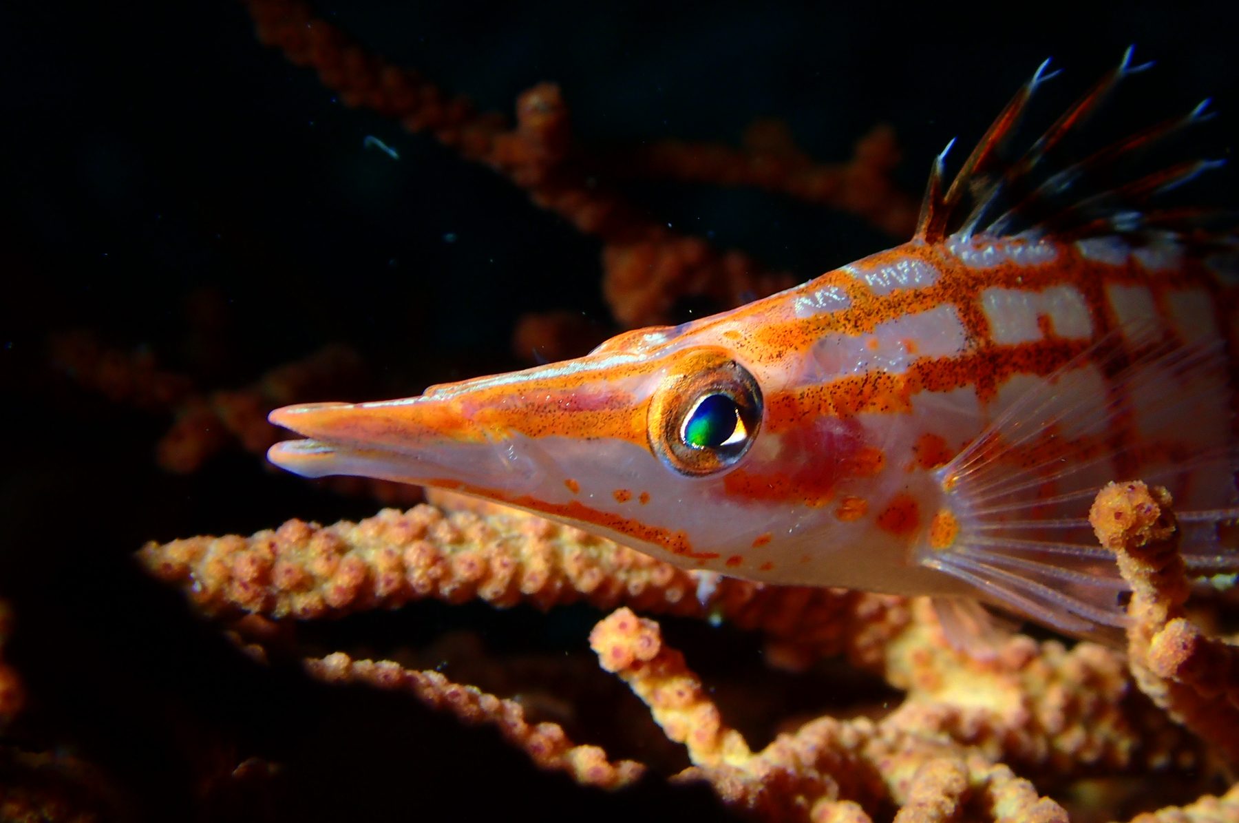 Hawkfish on coral
